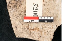 Foto (Detailansicht) von Puccinites lanceolatus Ettingshausen (NHMW-GEO-2024-0188-8200)